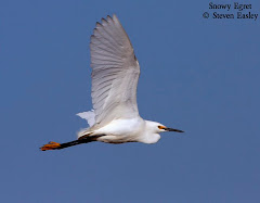 Snowy Egret in Flight