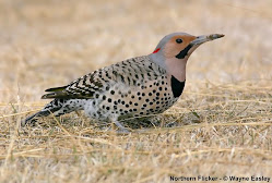 Northern Flicker