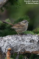 Lincoln's Sparrow