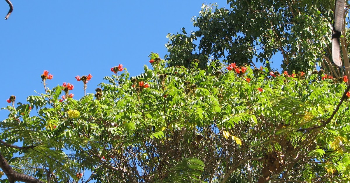 dry tropics garden african