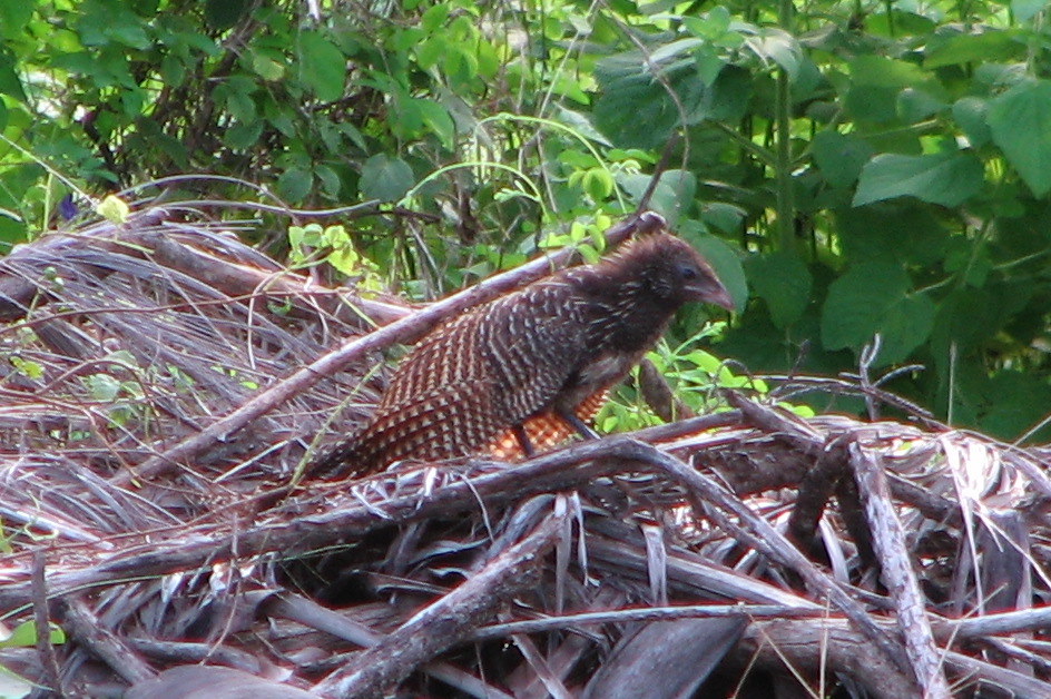 Bush Pheasant