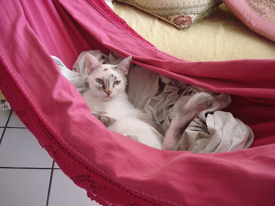 Gata Lili: junho 2009