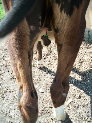 castration in human expired cough medicine burdizzo castration in