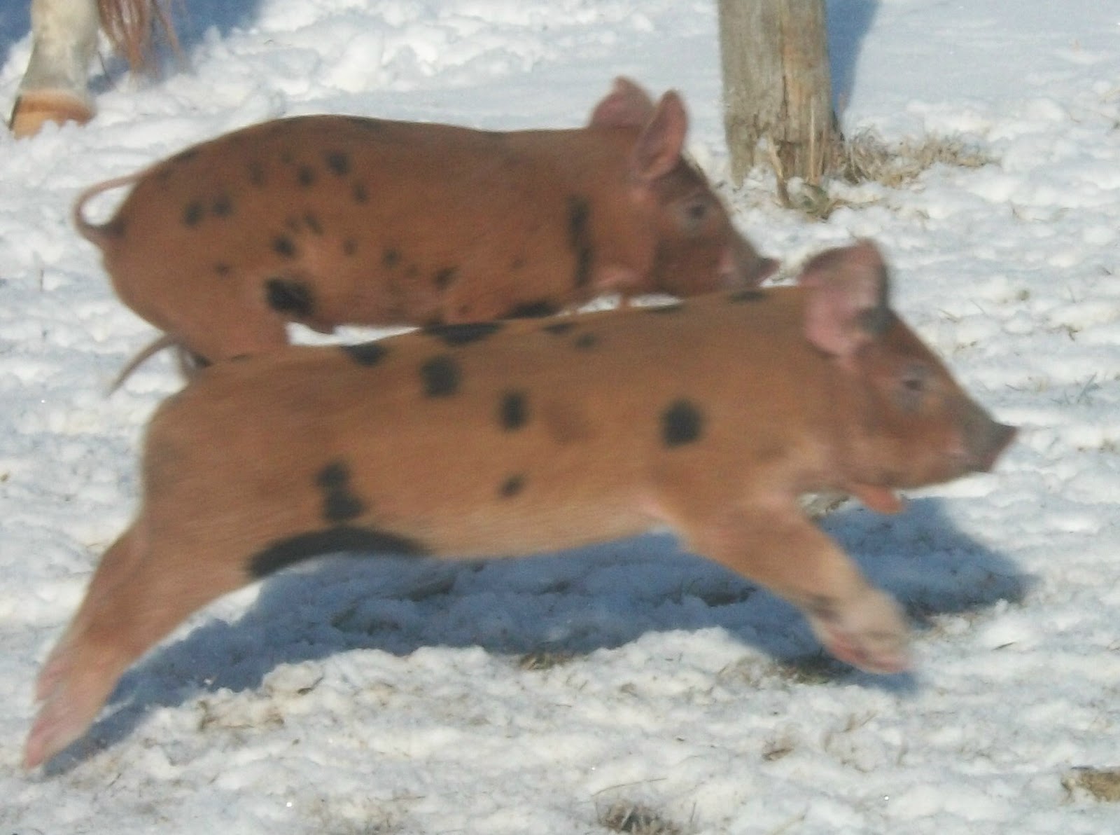 Pig Flying