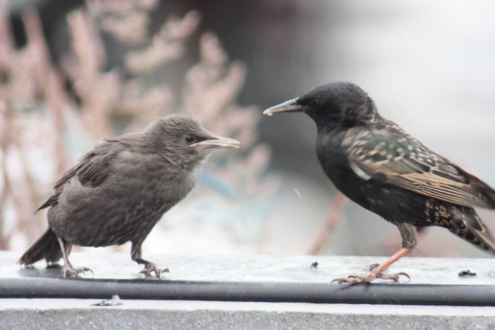 Copper Crow Studio Bird Photos