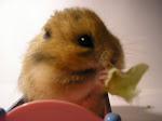 My hamster chandler