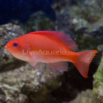 [p-38931-anthias.bmp]