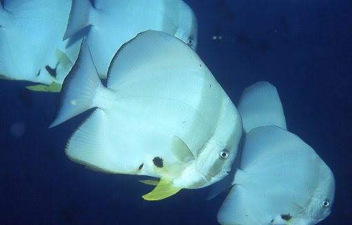 [teira+batfish2.bmp]