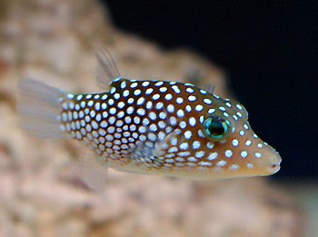 [spotted-sharpnose-puffer-fish.bmp]