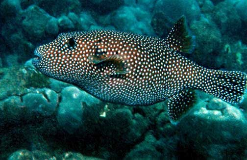 [Arothron_meleagris_by_NPS.bmp]