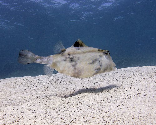 [4189308559_81cdd9c40f.bmp]