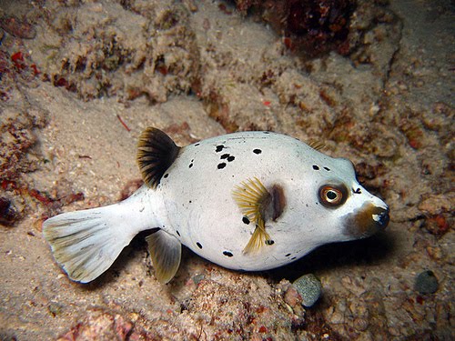 [24655443_58c756cf4f.bmp]