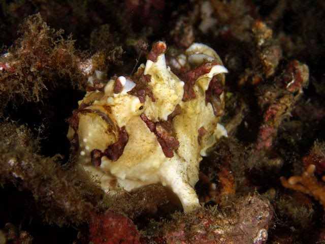 [frogfish6.bmp]