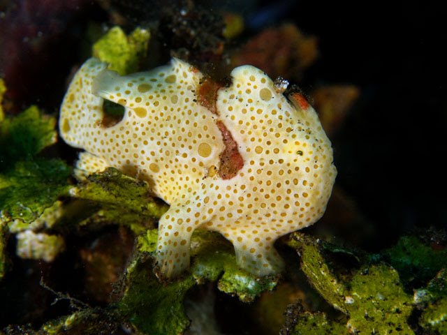 [frogfish7.bmp]