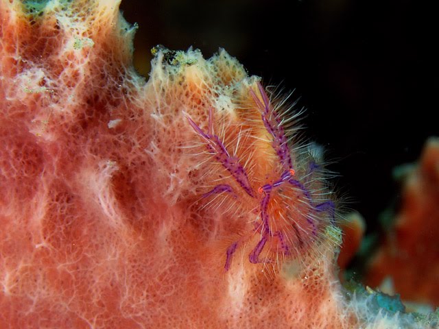 [hairy.bmp]