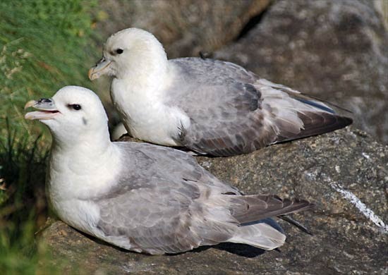 [115375-004-032A99AA.bmp]