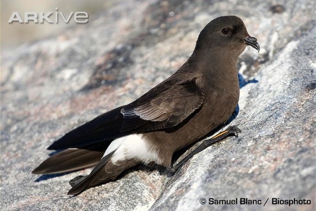 [Wilsonsstormpetrelrestingonarock.bmp]