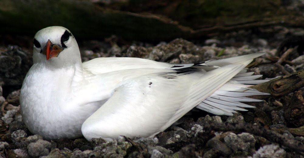 [nesting_tropic.bmp]