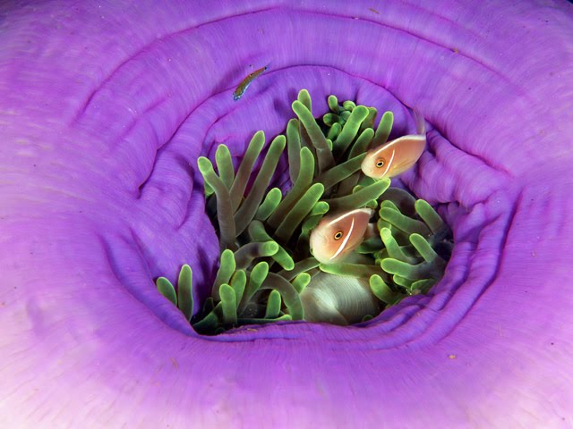 [anemonefish2.bmp]