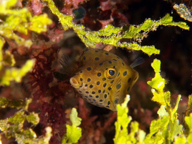 [boxfish.bmp]