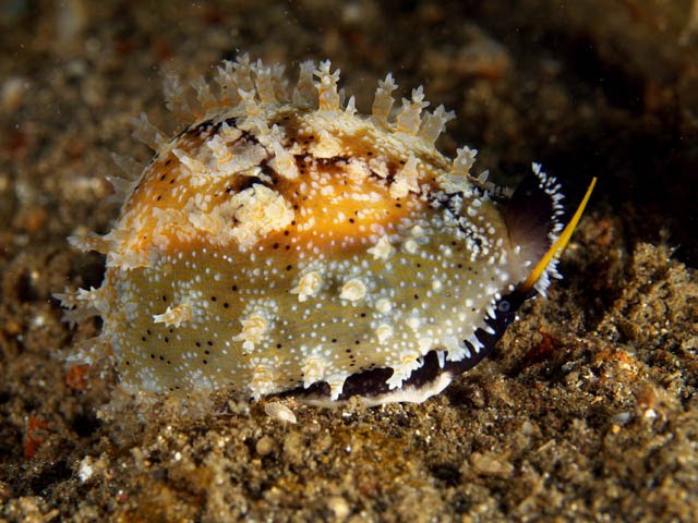 [cowrie2.bmp]