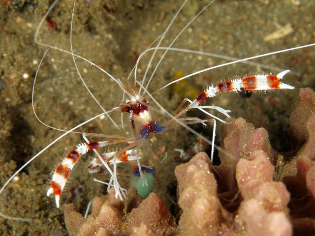 [coralshrimp.bmp]