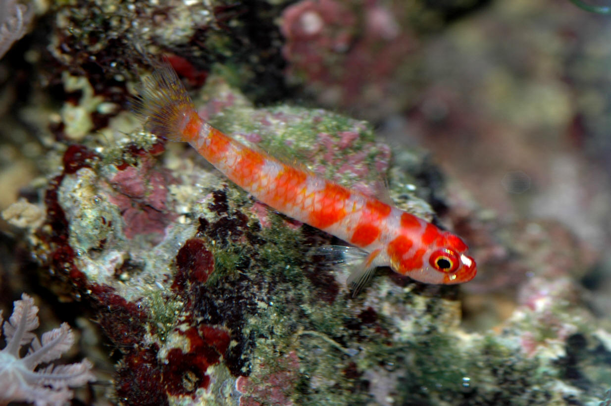 aquário virtual gobies