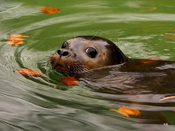 foca