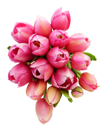 pink fresh rose wedding flowers Wedding flowers with pink tulips are pink fresh rose wedding flowers Wedding flowers with pink tulips are