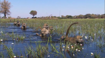 Anti Environmentalism