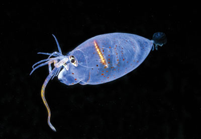 [447909a-i1.0.jpg]