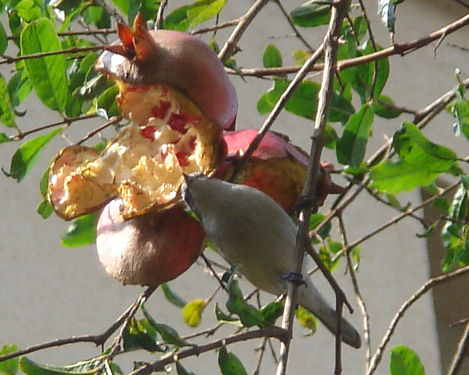 [anarandwhiteeye.jpg]