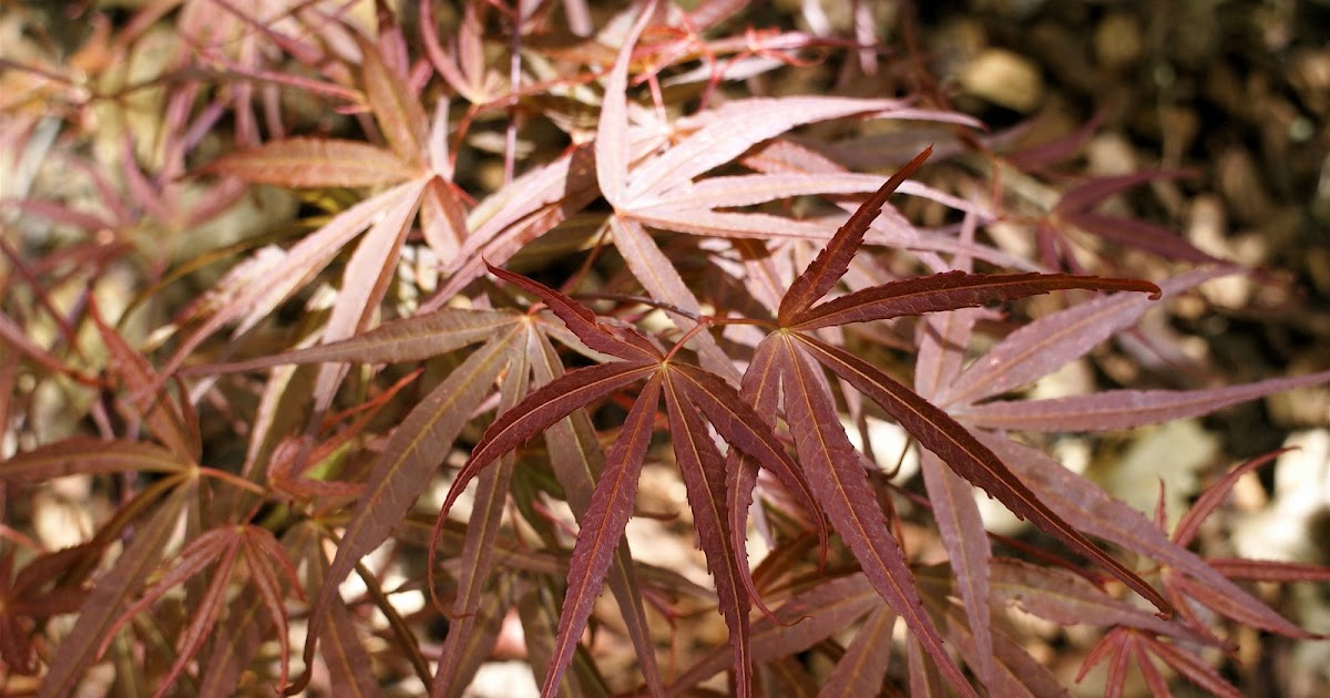 Barbara's Japanese Maple Avenue Hupp's Red Willow 5/5/07