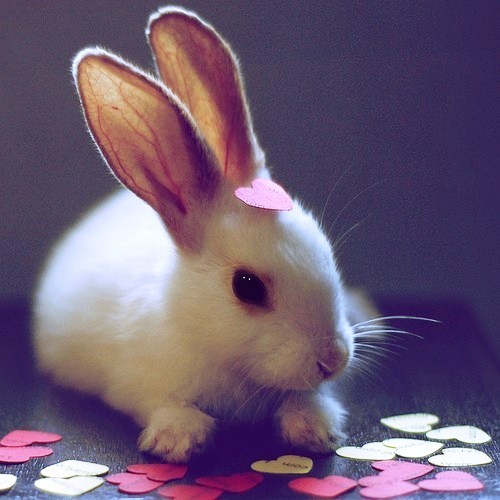 Tumblr Bunny