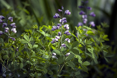 Baptista Plant