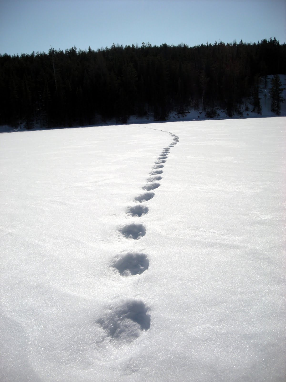 [snow+jan+2010+130.jpg]