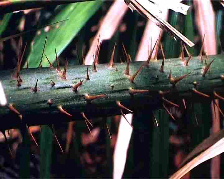 Rattan, The Pinoy Warrior's Vine Filipino Culture by The Pinoy Warrior