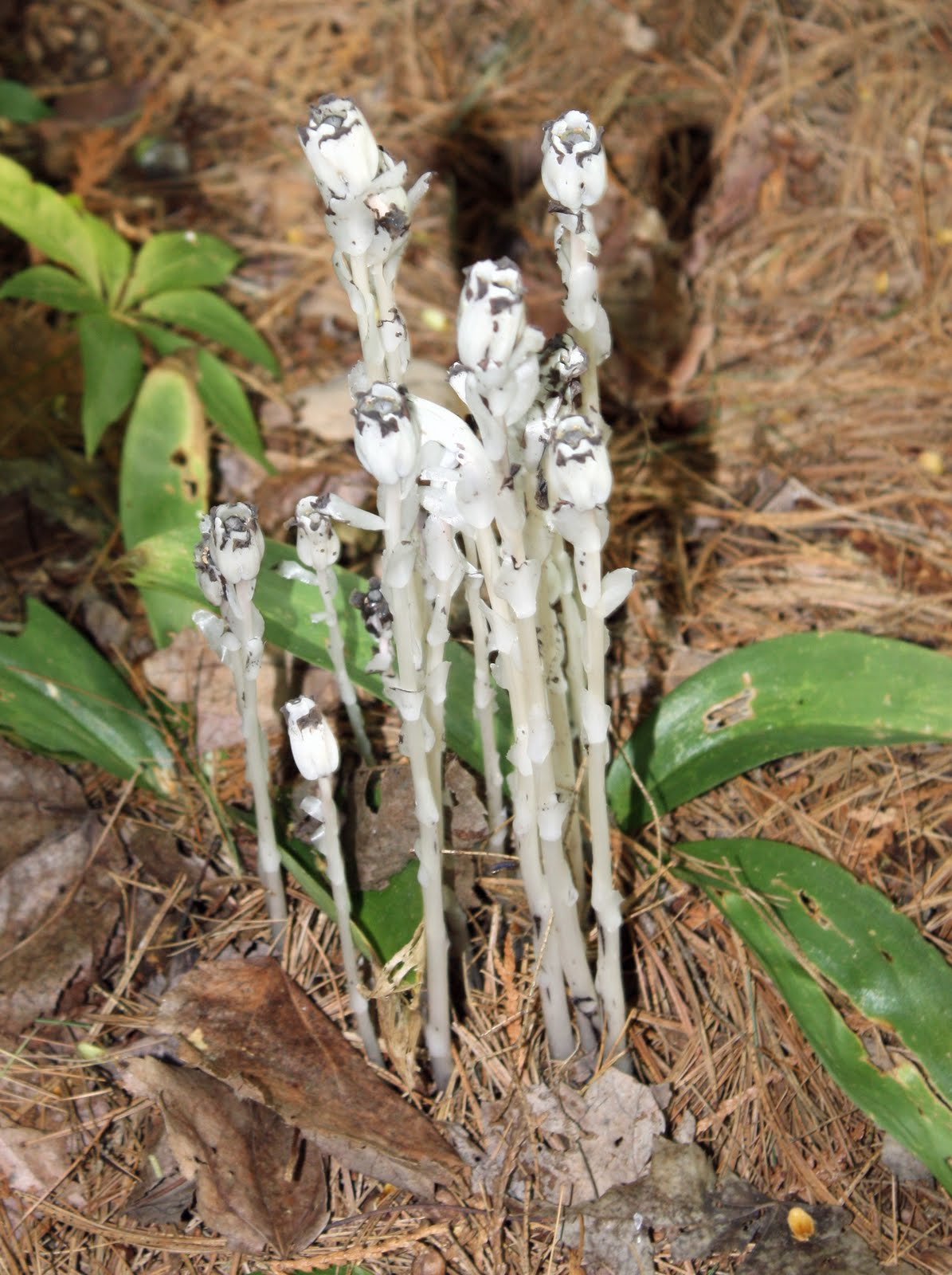 [Indian+Pipe_Sue+Robertson.jpg]