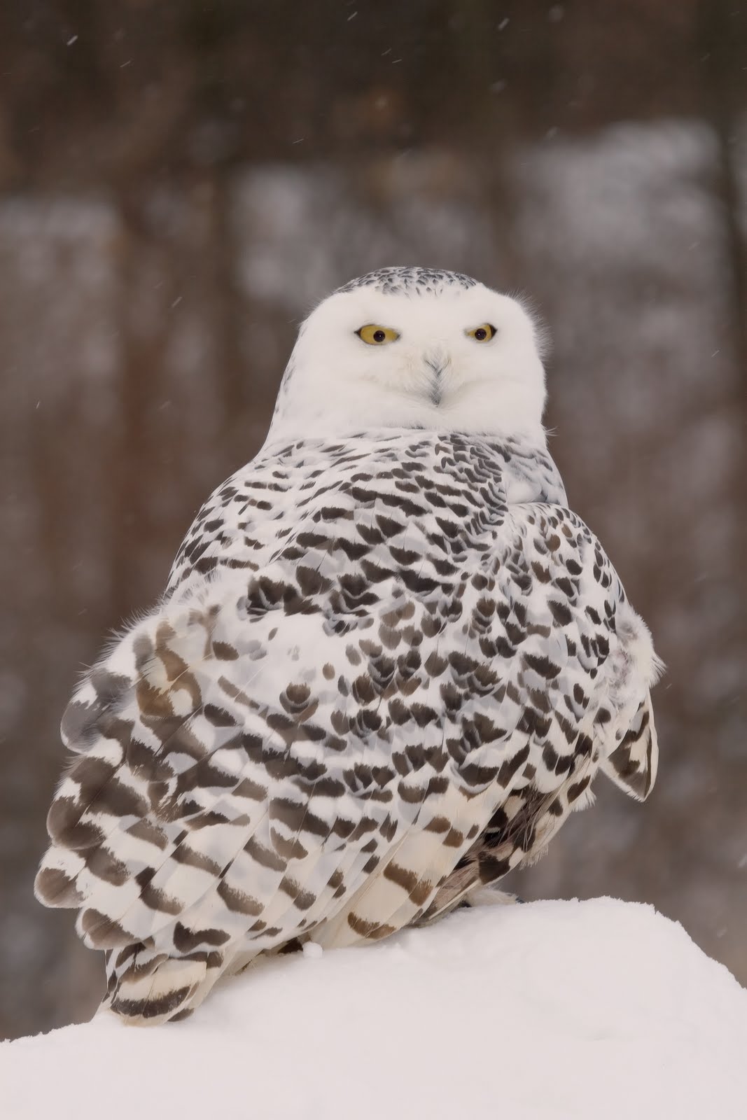 [snowy+owl_shutterstock_2767056.jpg]