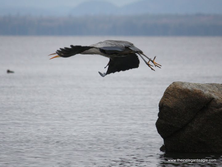 [great+blue+heron+jim+dubois+5.jpg]