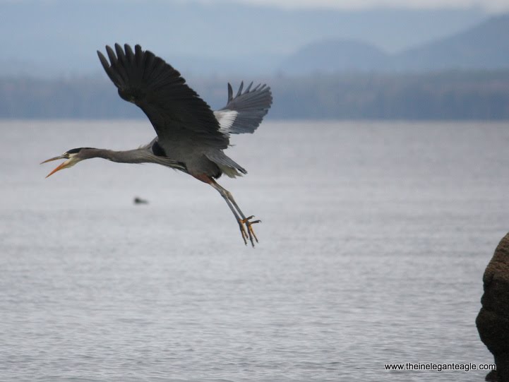 [great+blue+heron+jim+dubois+7.jpg]