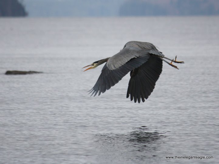 [great+blue+heron+jim+dubois+9.jpg]