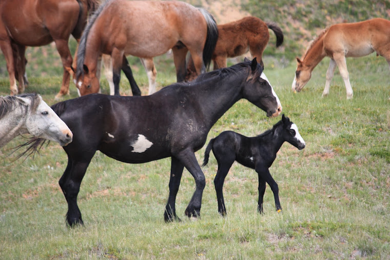 JUNE FOALS