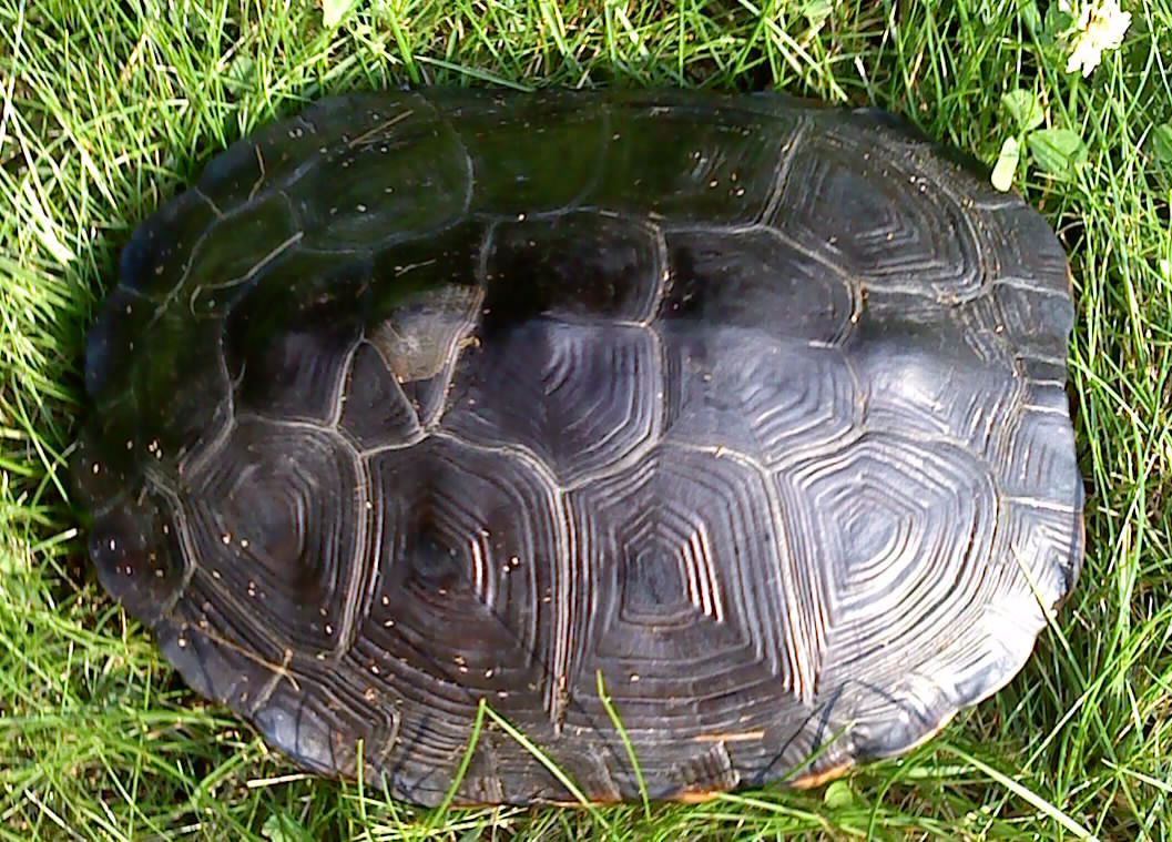 The Lord Geekington A Most Peculiar Turtle