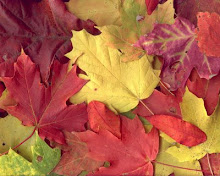as cores do outono