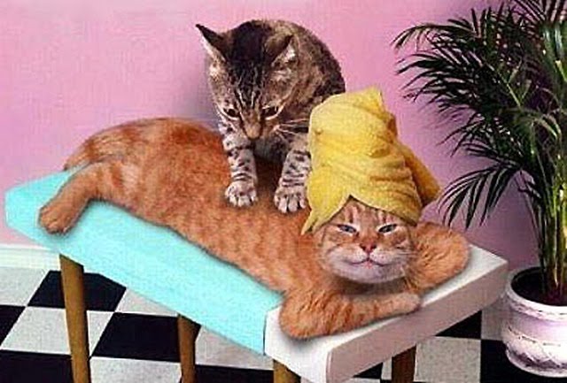 Massage%20du%20chat.jpg