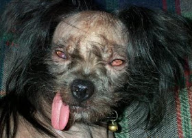 cockapoo ugly