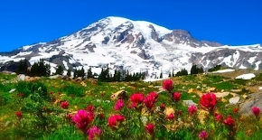 Mt. Rainier Paradise Blank Cards