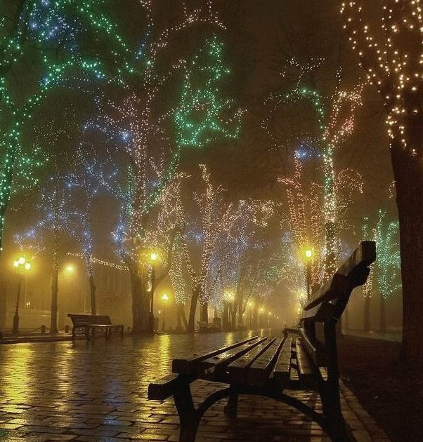 TYWKIWDBI ("TaiWikiWidbee") Christmas lights on deciduous trees