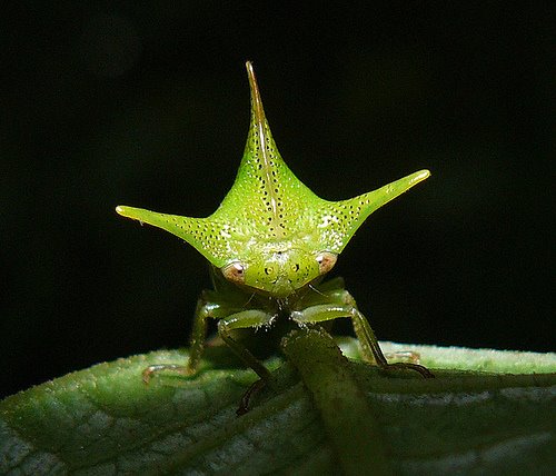 [treehopper+3.jpg]